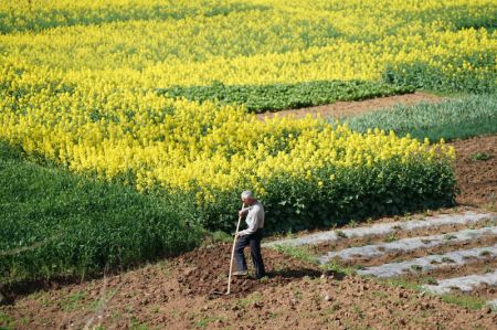 (miniature) Un agriculteur travaille dans un champ