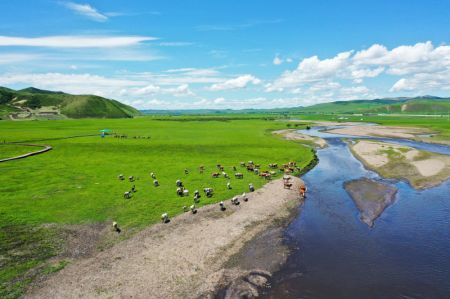 (miniature) Photo aérienne prise le 23 juin 2022 montrant un troupeau de bovins et de chevaux se nourrissant sur la prairie d'Ulan Mod à Horqin