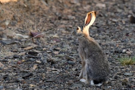 (miniature) Un lapin dans la réserve naturelle de Kalamayli