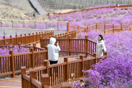 (miniature) Les gens apprécient le paysage des fleurs d'azalée dans la ville de Zhalantun