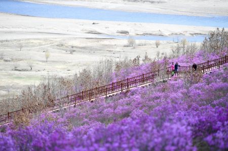(miniature) Photo prise le 27 avril 2022 montrant le paysage des fleurs d'azalée dans la ville de Zhalantun