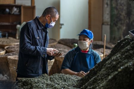 (miniature) Gan Yuxiang (à gauche) apprend à une employée à vérifier la qualité des feuilles de thé dans un atelier de production de Ya'an Youyi Tea Co