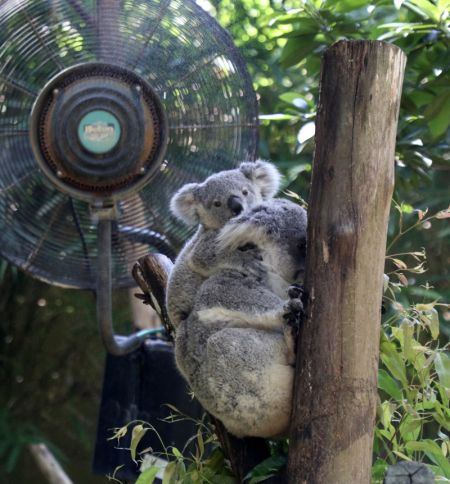 (miniature) Des koalas se rafraîchissent à côté d'un ventilateur dans le Parc safari Chimelong à Guangzhou