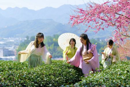 (miniature) Des touristes cueillent des feuilles de thé dans un jardin de thé dans le bourg de Yongfu
