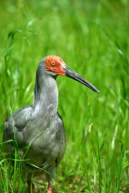 (miniature) Photo d'un ibis nippon dans un parc scientifique récemment ouvert dédié à la protection des espèces sauvages dans le district de Zhouzhi à Xi'an