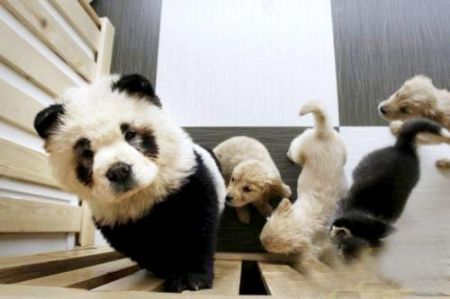 (miniature) chien panda