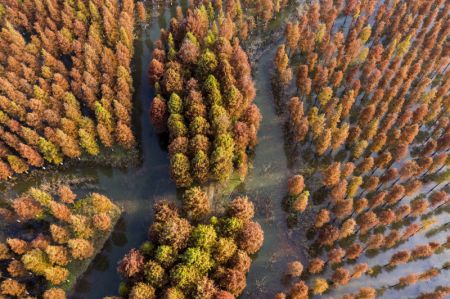 (miniature) Vue aérienne d'une forêt de séquoias à l'aube dans la zone touristique des terres humides du lac Hongze dans le district de Sihong à Suqian