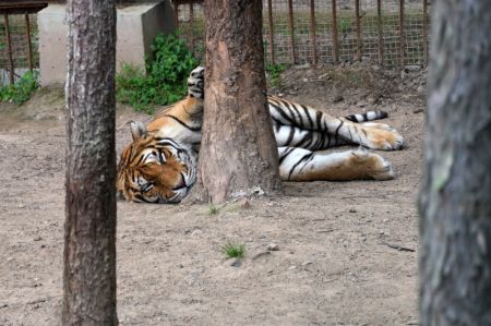 (miniature) Un tigre de Sibérie dans le Parc des tigres de Sibérie de Hengdaohezi à Hailin