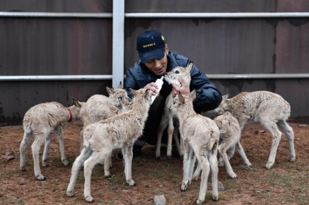 (miniature) Un membre du personnel nourrit des bébés antilopes tibétaines à la station de protection du lac Zonag à Hoh Xil
