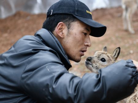 (miniature) Un membre du personnel s'occupe d'un bébé antilope tibétaine à la station de protection du lac Zonag à Hoh Xil