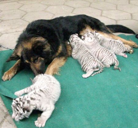 (miniature) Un chien Berger Allemand adopte 4 bébés tigres blancs (photos)