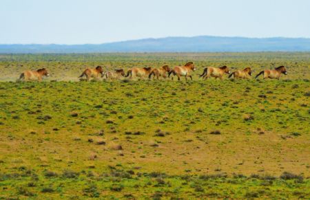 (miniature) Des chevaux de Przewalski dans la réserve naturelle de Kalamayli