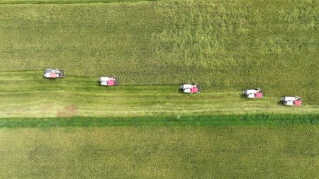 (miniature) Photo aérienne prise le 24 juillet 2023 montrant des moissonneuses dans une rizière du district de Xinjian à Nanchang