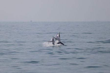 (miniature) Vue de dauphins blancs de Chine en mer