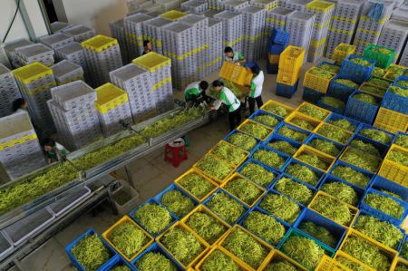 (miniature) Des ouvriers traitent des hémérocalles dans une usine agroalimentaire