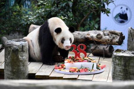 (miniature) Le panda géant Xinxing mange son gâteau d'anniversaire spécial au zoo de Chongqing