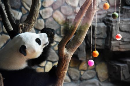 (miniature) Le panda géant Erxi joue avec des glaçons fruités de forme sphérique préparés par des éleveurs dans une salle climatisée au zoo Jinan Wildlife World