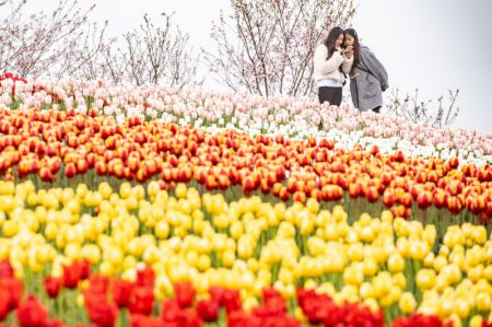 (miniature) Des touristes prennent des photos de tulipes en fleurs dans une zone touristique de Chongqing