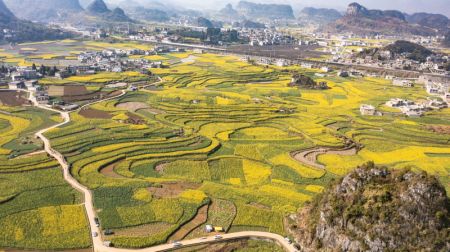 (miniature) Photo aérienne prise le 3 mars 2022 du paysage de fleurs de colza dans le bourg de Mugang à Liupanshui