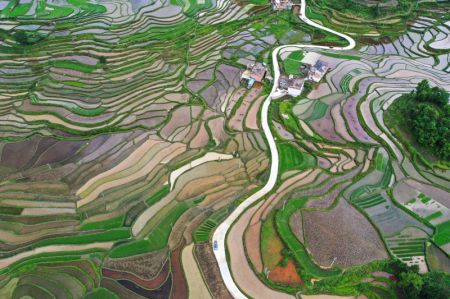 (miniature) Photo aérienne de champs en terrasse de Lali