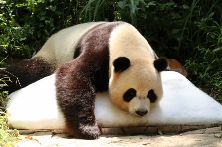 (miniature) Le panda géant Shuaishuai se repose sur de la glace dans le Parc safari Chimelong à Guangzhou
