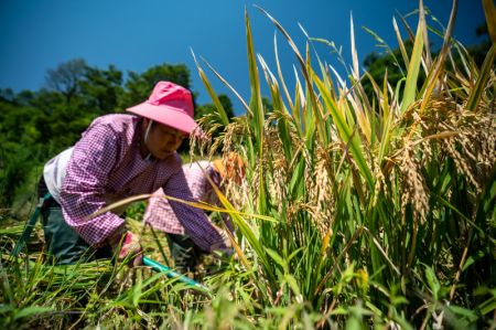 (miniature) Des villageois récoltent du riz paddy dans les champs en terrasse des Hani à Yuanyang