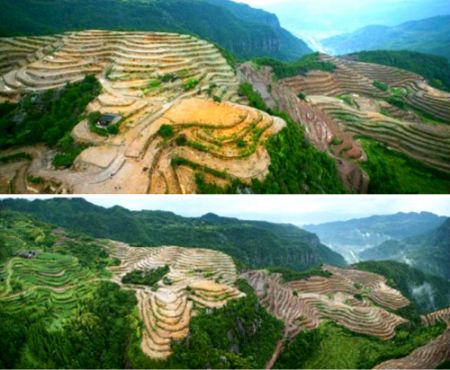 (miniature) Déforestation / Chine : forêts en danger
