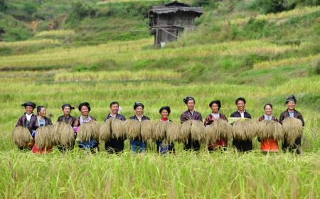 (miniature) Des villageois présentent du riz fraîchement récolté dans le village de Dali du district autonome Miao de Rongshui