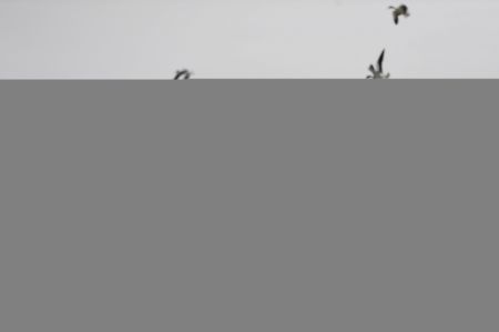 (miniature) Une volée d'oiseaux survole le Parc national des zones humides du lac Ulungur dans le district de Fuhai