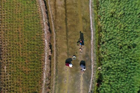 (miniature) Photo aérienne d'agriculteurs travaillant dans les champs dans le district de Qianjiang de Chongqing