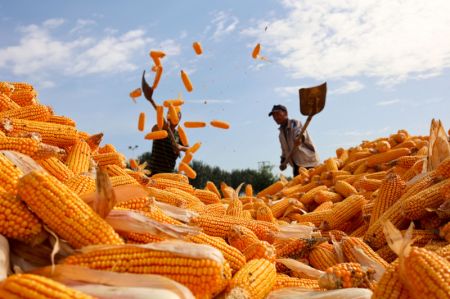 (miniature) Des agriculteurs font sécher du maïs dans le village de Zhoujiazhuang de la ville de Jinzhou