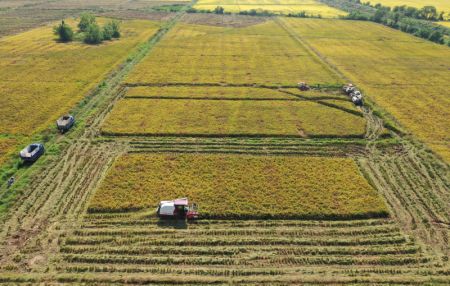 (miniature) Photo aérienne prise le 4 octobre 2021 montrant des agriculteurs récoltant du riz dans le bourg de Jiangxiang à Nanchang