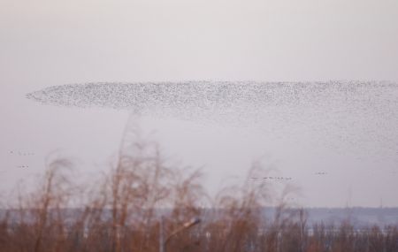 (miniature) Photo d'oiseaux migrateurs dans la zone humide du lac Wolong