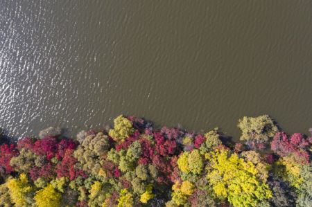 (miniature) Paysage d'automne d'un parc forestier à Fuyuan