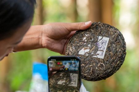 (miniature) Un villageois fait la promotion des produits de thé Pu'er par le biais de la diffusion en direct dans une forêt ancienne de théiers de la montagne Jingmai