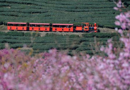 (miniature) Des touristes prennent un train touristique dans un jardin de thé dans le bourg de Yongfu