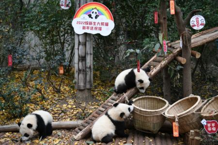 (miniature) Photo de bébés pandas géants à la Base de recherche sur la reproduction des pandas géants de Chengdu