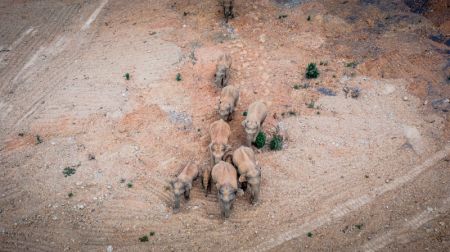 (miniature) Photo prise le 28 mai 2021 d'un troupeau d'éléphants d'Asie sauvages dans le district d'Eshan