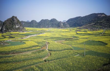 (miniature) Photo prise le 3 mars 2022 du paysage de fleurs de colza dans le bourg de Mugang à Liupanshui