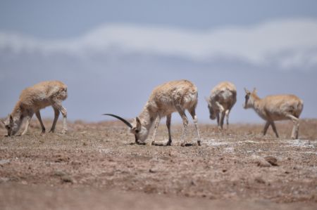 (miniature) Des antilopes tibétaines à Hoh Xil