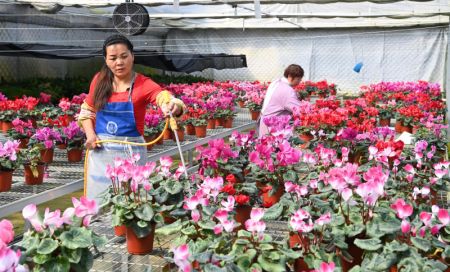 (miniature) Des employées arrosent des fleurs dans une base de culture des fleurs du village de Shaba
