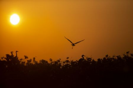 (miniature) Silhouettes de hérons devant le soleil couchant dans une base de conservation des oiseaux migrateurs au bord du lac Poyang