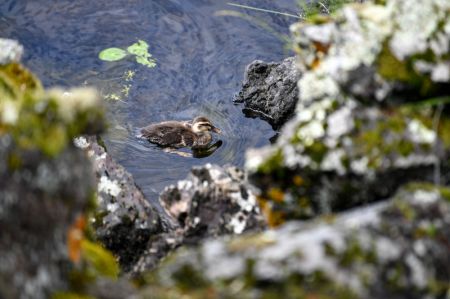 (miniature) Un canard qui nage