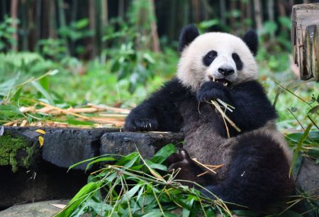 (miniature) Le panda géant Tingzai mange du bambou dans le parc safari de Chimelong