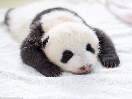(miniature) bébé panda dort sur le ventre