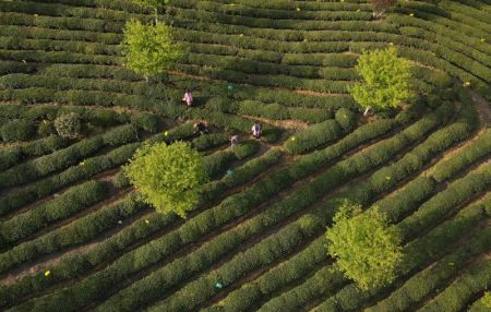 (miniature) Photo aérienne montre des agriculteurs cueillant des feuilles de thé pendant la saison de récolte du thé dans une plantation de thé à Huangshan