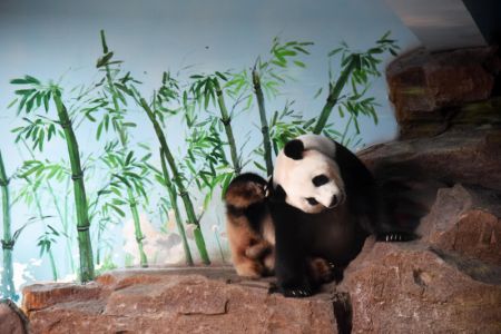 (miniature) Le panda géant Erxi s'amuse dans une salle climatisée au zoo Jinan Wildlife World
