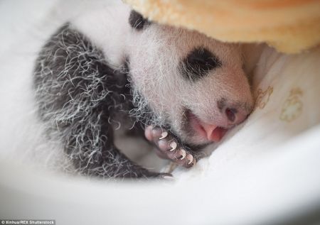 (miniature) bébé panda dort