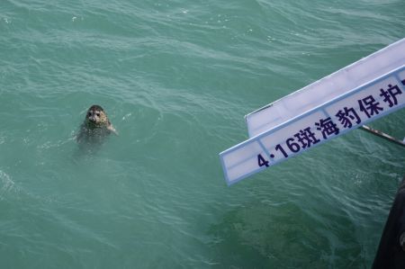 (miniature) Un phoque tacheté est relâché en mer à Dalian