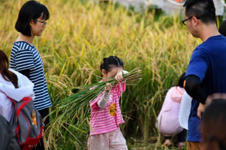 (miniature) Des enfants récoltent du riz avec leurs parents dans la zone humide de Haizhu